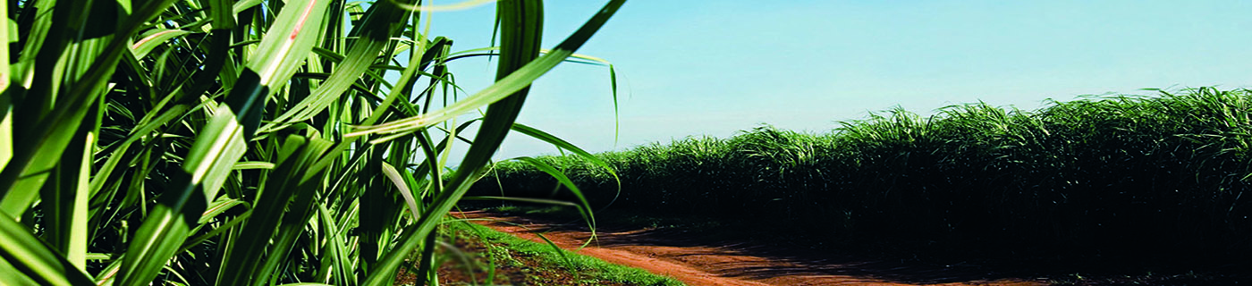 Canefield website sustainability